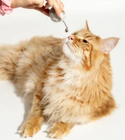 Balle interactive pour chats
