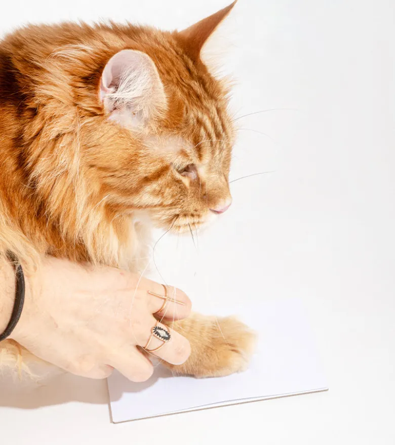 Kit d'empreintes pour chiens et chats