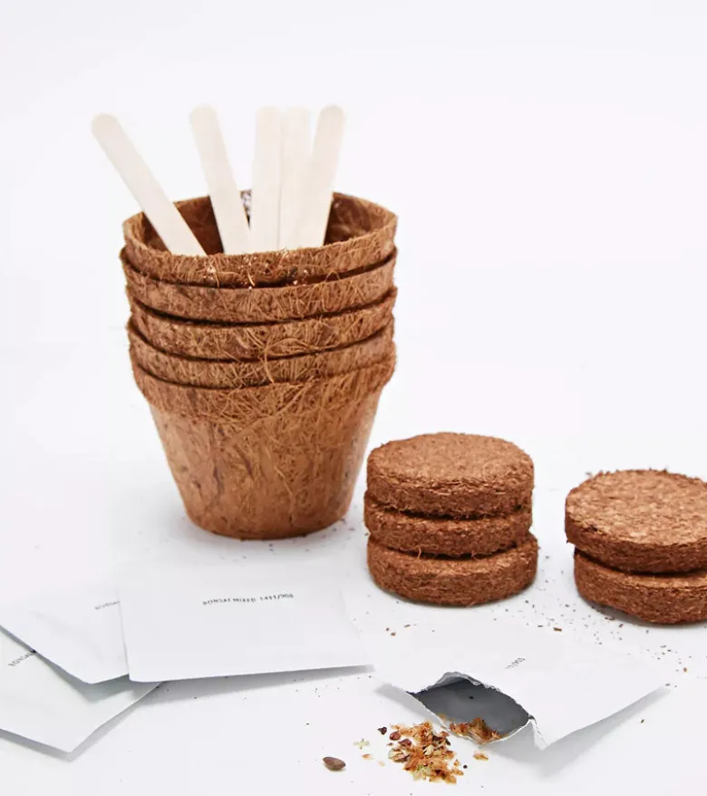 Kit de plantation pour bonsaï