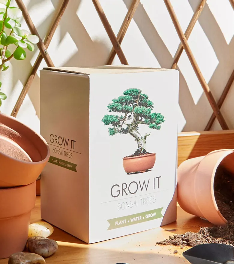 Kit de plantation pour bonsaï