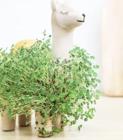 Lama à faire pousser