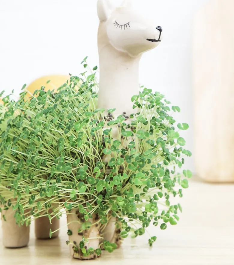Lama à faire pousser