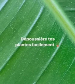 Pince de nettoyage pour feuilles