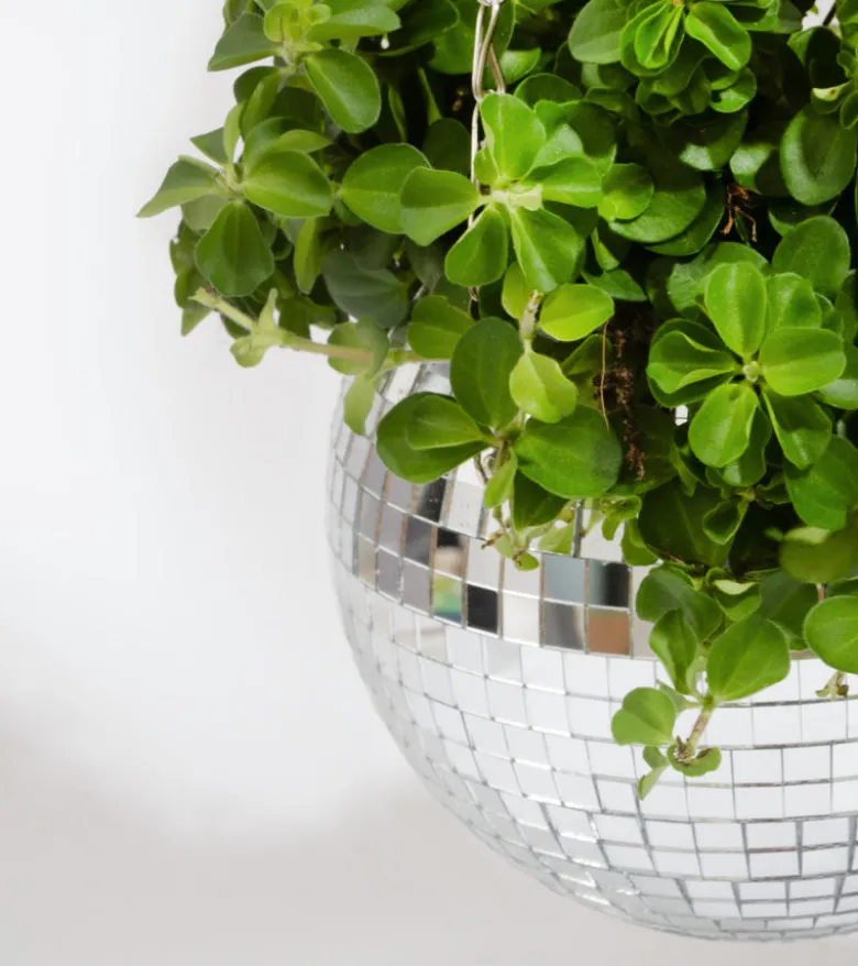 Pot de plantes disco boule à facettes