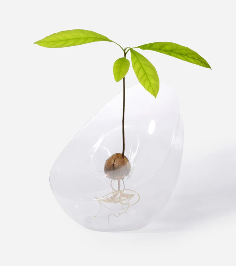 Vase pour noyau d'avocat